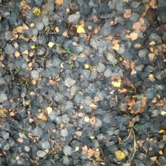 Jabuticaba - Black (review version)