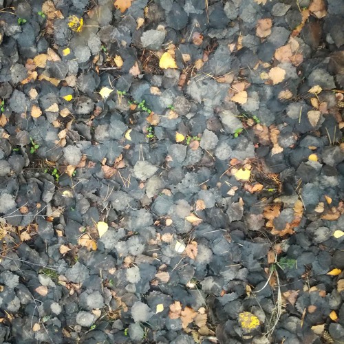 Jabuticaba - Black (review version)