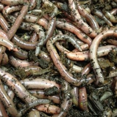 worms [prod. @yagirlbunny]