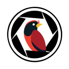 Birding Simulator - Main Theme - T-Bull (2022)