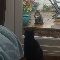 Margo the rescue cat