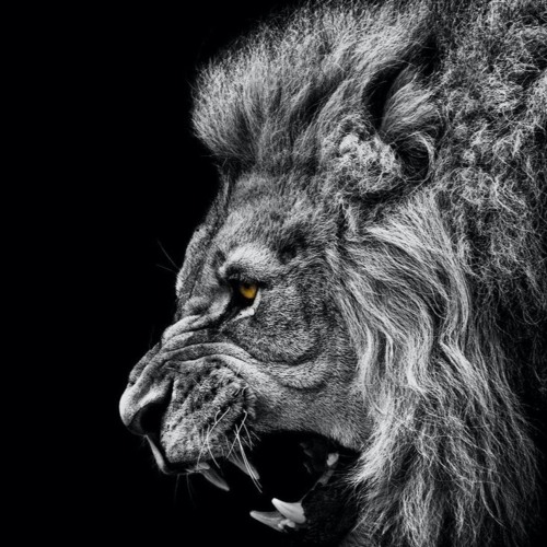 Pure Roots Reggae Music - Listen