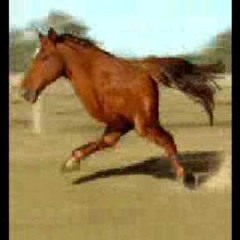 horse (wiggle room 7.13)