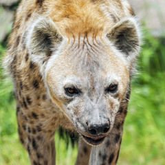Tuggawar - Hyena