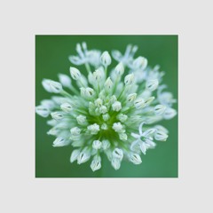 Joal - Zola Is Sleeping - Moodmusic