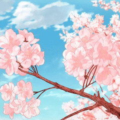 Cherry Blossom