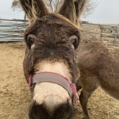 HoNiG-SieKuesstREMIX21.mp3