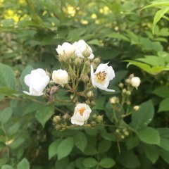 Small Things Matter-The Hazing of Sir Willard Wigan