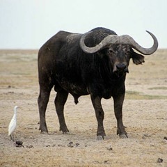 Búfalo Acuático