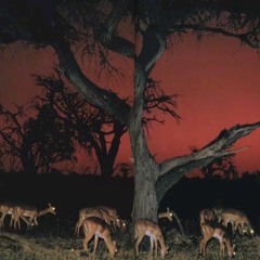 Untitled Playlist