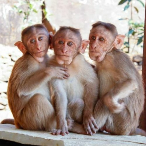 in my FOE DOE! - daTHREE goobas