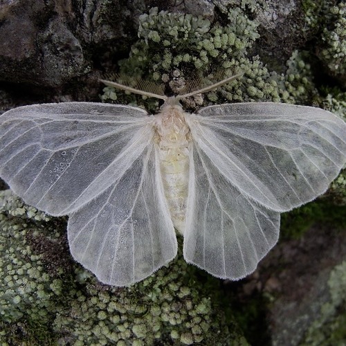 Fairytale | Organic Ambient • Shamanic Downtempo • Ecstatic Dance • Forest Mix