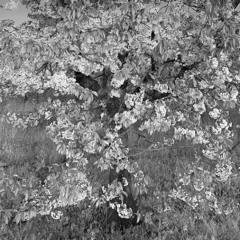Marco Lucchi, Paul Mimlitsch & Wilhelm Matthies - Sakura at Sunrise