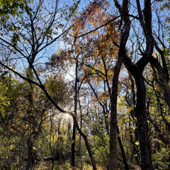 Faster Than The Leaves