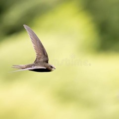 Âm Thanh Nhà Yến Locbut.com - Lương Huân