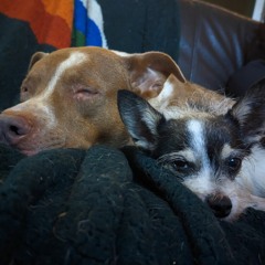 4/18/23 Daryl The Terrible Pterodactyl Tuesday