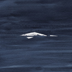 Raivo