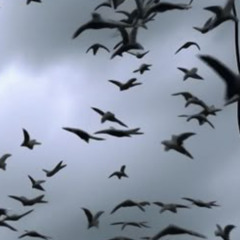 WackEmDown prodRealJayFree