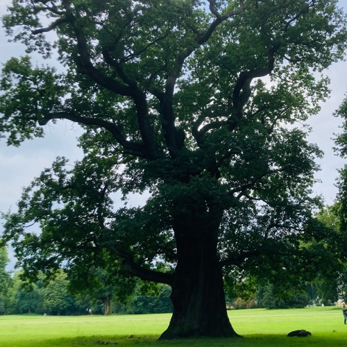 The Tree (wt DWA)