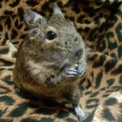 Song of Degus ～ デグーの歌 ～