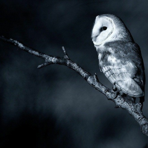 She keeps the forgotten forest.