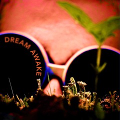 Dream Awake