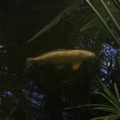 songs ive mixed/mastered