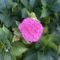 Jolene (RnB version)