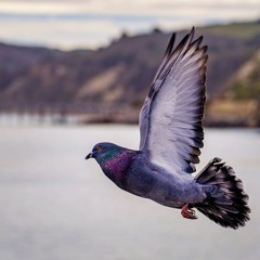 44 - Expanding Consciousness: Letting in Reality