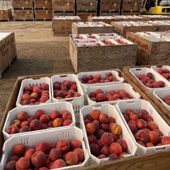 National Peach Month celebrates Idaho grown peaches