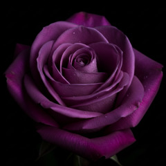 Can't Help Falling In Love