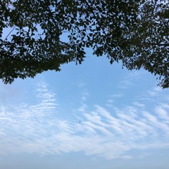 K524 ( E724 ) 난 새장 속의 작은 새 ( A little bird I am )