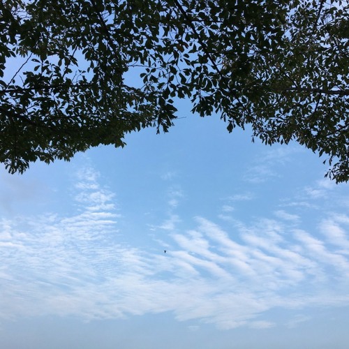 K524 ( E724 ) 난 새장 속의 작은 새 ( A little bird I am )