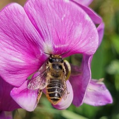 What Is Love Tonight FreeStyle