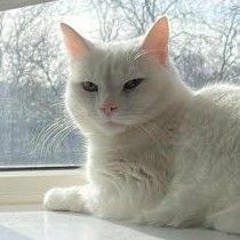 Gouki Jax vs apocalypse vs koto