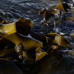 Episode 119: Hihi Aho with Sandy Wakefield