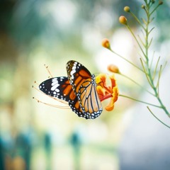 Garden Of The Soul | Organic House