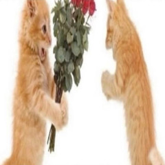 i just wanna say sorry prod  sprintsaver