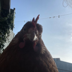 Chicken (Feat. 0ckula)