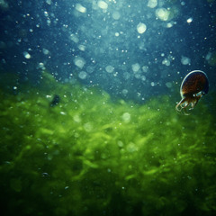 Deep Sea Bubbles