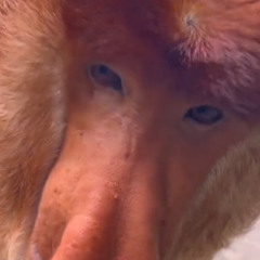 EDM proboscis monkey