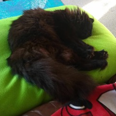 You Just Meow Meow Meow