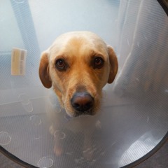 Solidarity Cones