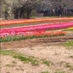 AS A Well Watered Garden Bedford UMC 2007 live