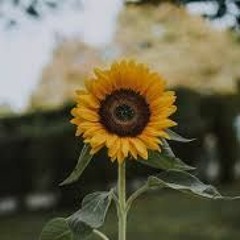 Sunflower By Shannon Purser (cover)