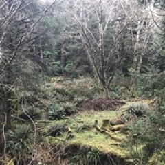 Forest Walker