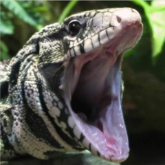 Tegu