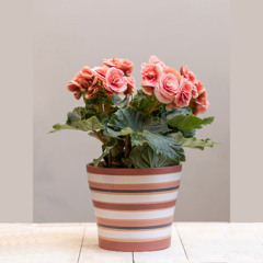 Begonia