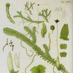 HK_Fantaisies_tracks_293