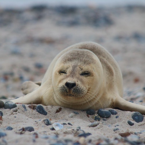 Stream Phoque Du Bic - Seals of Bic by Damien Ringeisen | Listen online for  free on SoundCloud